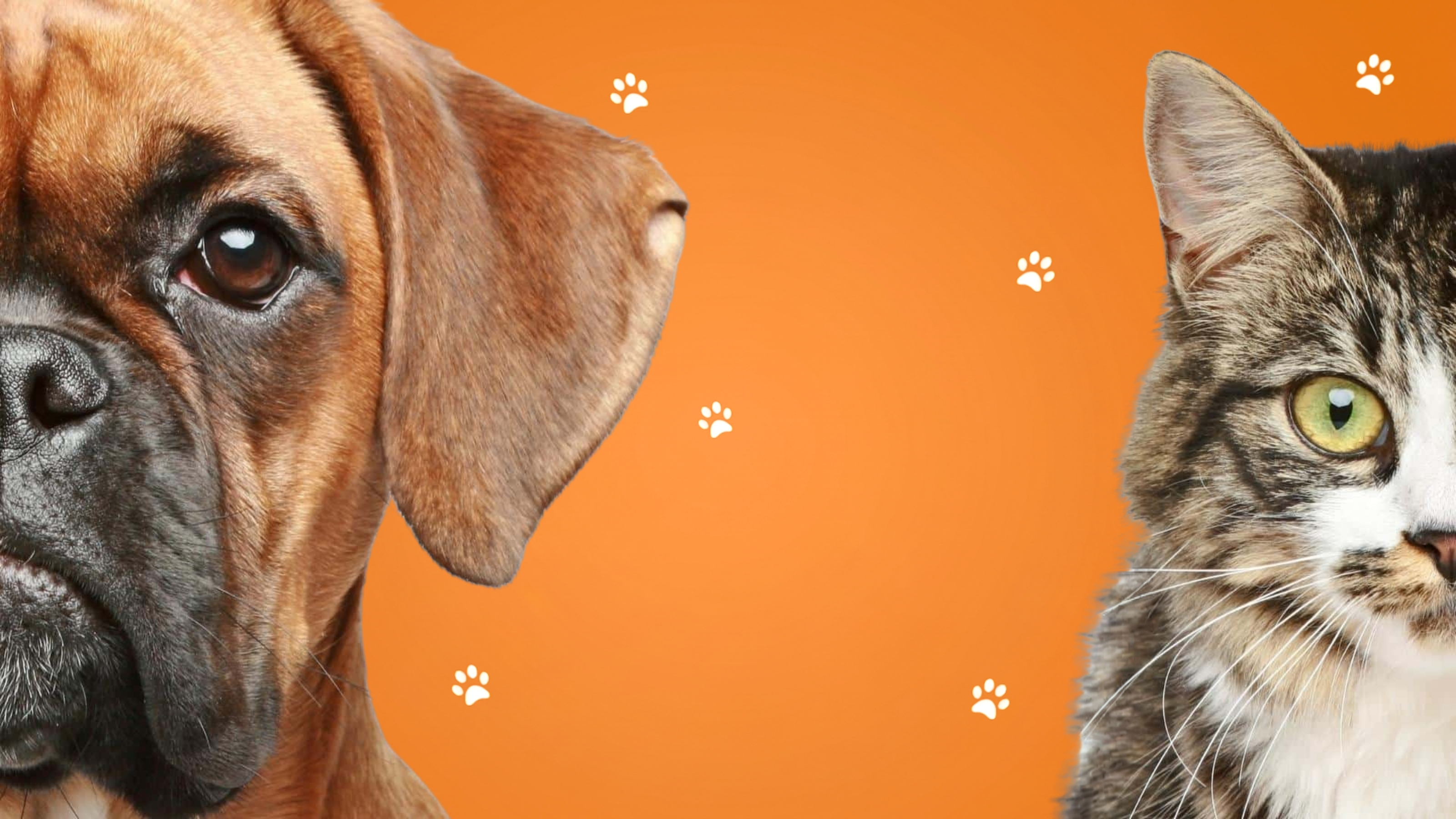 Porque una buena alimentación es la base de una buena salud