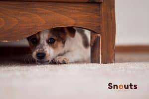 mi perro se esconde debajo de la cama