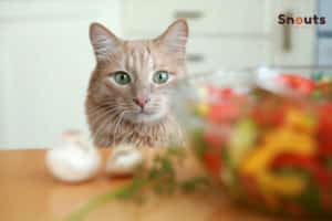 dieta Natural en gatos